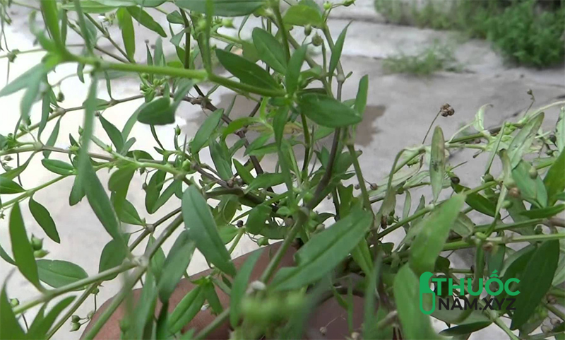 bạch hoa xà thiền thảo