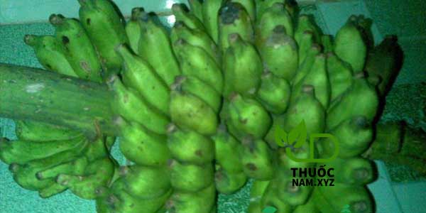 quả chuối hột xanh