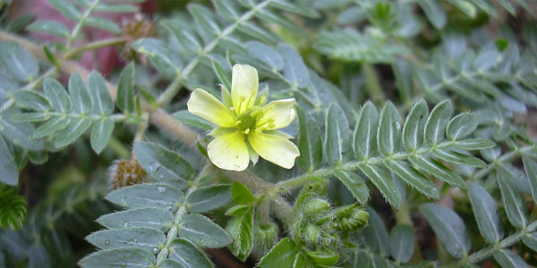 cây bạch tât lê tươi