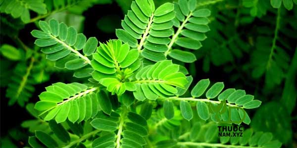 cây chó đẻ hỗ trợ chữa viêm gan b