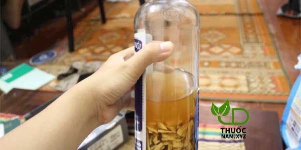 cây mật gấu ngâm rượu