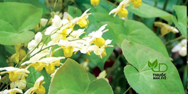 cây dâm dương hoắc