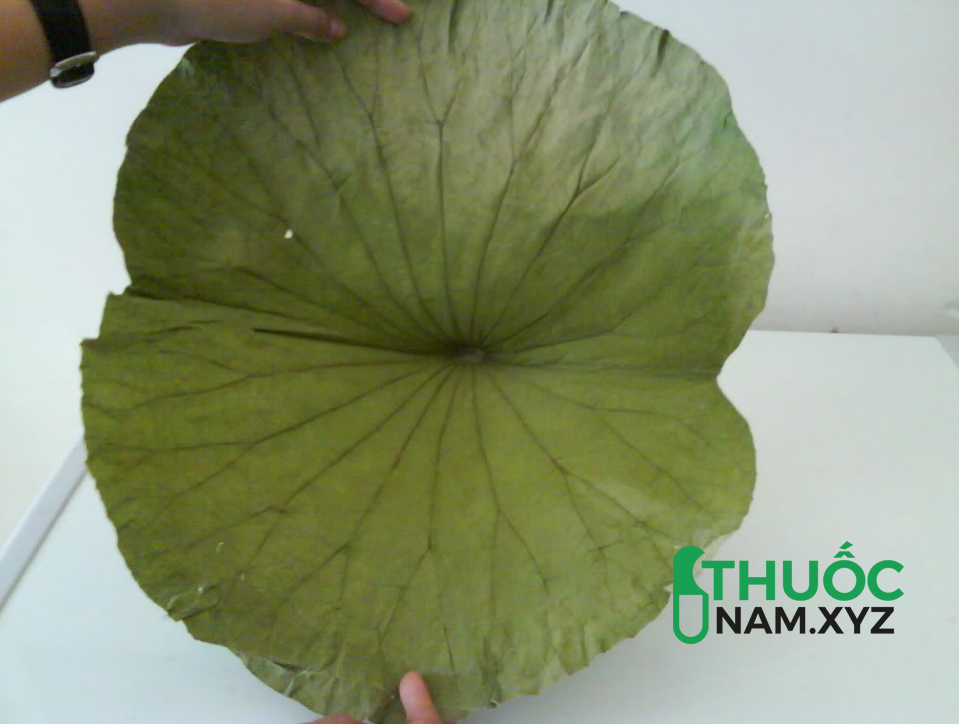 lá sen khô