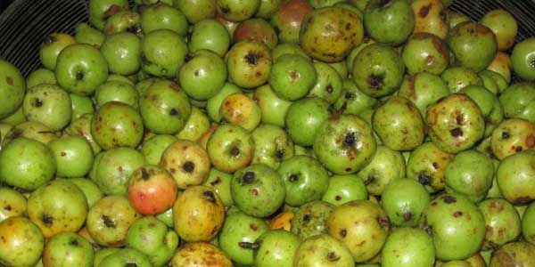 quả táo mèo tươi