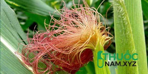 râu ngô điều trị bênh sỏi thận