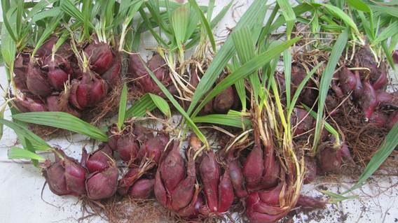 cấy sâm đại hành