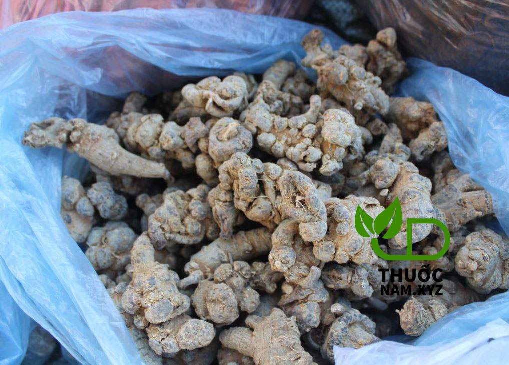 Tam thất Bắc hay Kim bất hoán