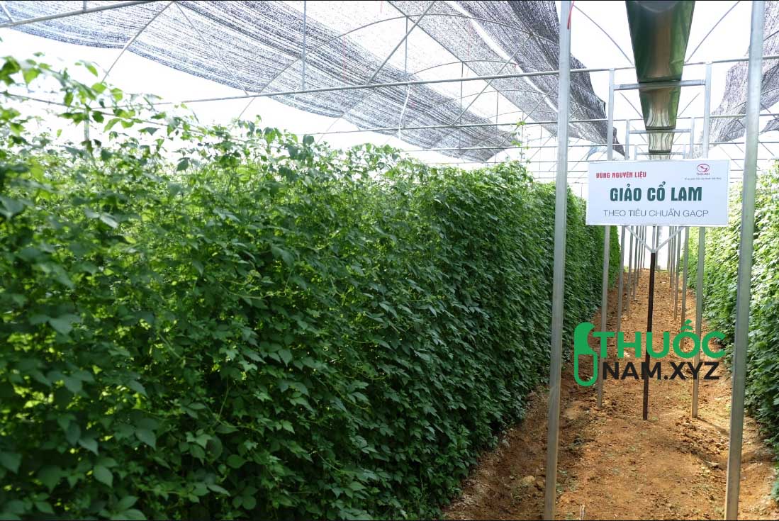 vườn cây giảo cổ lam