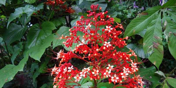 cây xích đồng nam