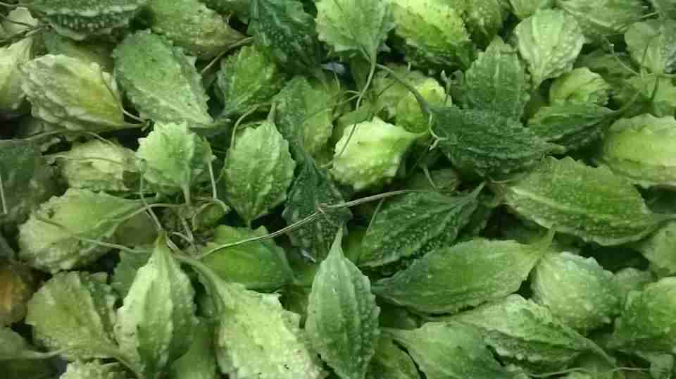 mướp đắng rừng