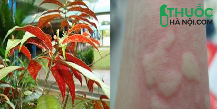 công dụng của lá đơn đỏ