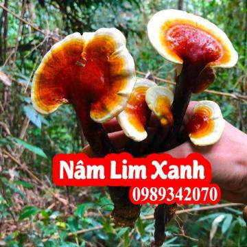 Nấm lim xanh tự nhiên 100%, không phải nấm trồng
