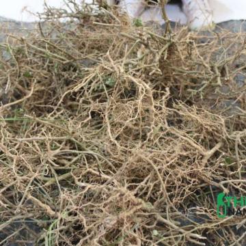 Rễ cà gai leo giải độc bia rượu cực kỳ hiệu quả