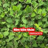 Kim tiền thảo – Vị hỗ trợ điều trị sỏi thận