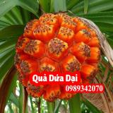 Cây dứa dại vị thuốc tốt cho người bệnh sỏi thận