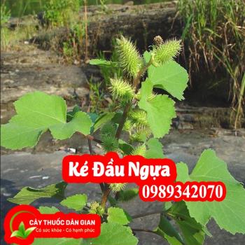 Ké đầu ngựa vị thuốc hỗ trợ điều trị Bướu cổ