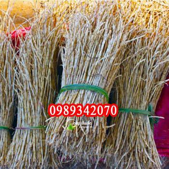 Bạch mao căn, rễ cỏ tranh điều trị bệnh sỏi thận