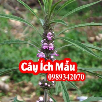 Cây ích mẫu điều trị rối loạn kinh nguyệt, bế kinh, tắc kinh