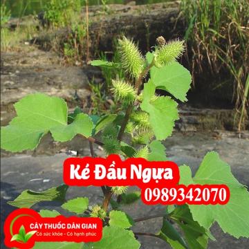 Ké đầu ngựa vị thuốc hỗ trợ điều trị Bướu cổ