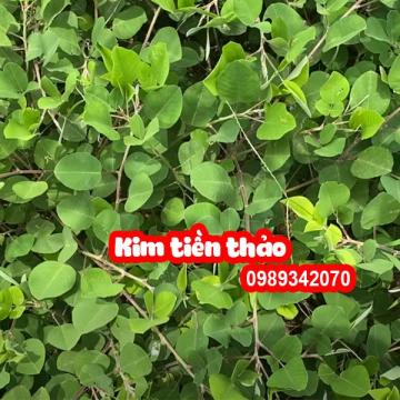 Kim tiền thảo – Vị hỗ trợ điều trị sỏi thận