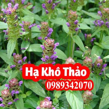 Hạ khô thảo điều trị lao hạch, bạch đới ở phụ nữ