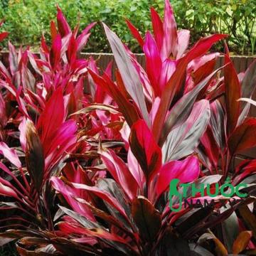 Cây huyết dụ điều trị rong kinh, tiểu ra máu, trĩ nội, trĩ ngoại