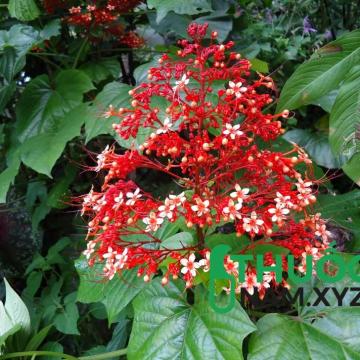 Xích đồng nam (Mò hoa đỏ) điều trị vàng da, kinh nguyệt không đều