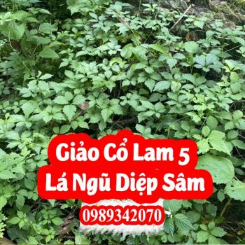 Giảo cổ lam Hòa Bình loại 5 lá “Ngũ diệp sâm”