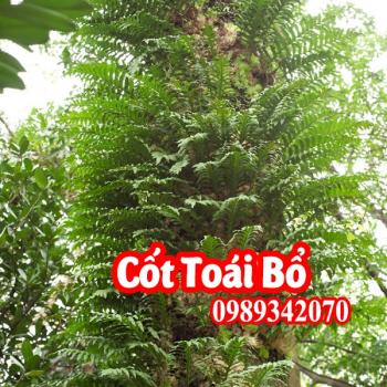 Cốt toái bổ (tắc kè đá) bồi bổ chức năng thận