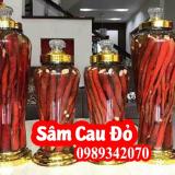 Sâm cau Tây Bắc chất lượng! Mua sâm câu ở đâu tốt nhất