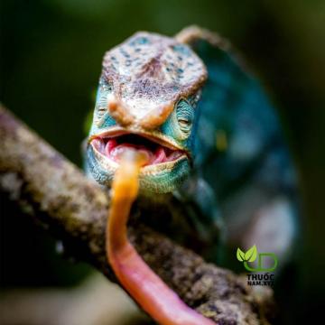 Tắc kè ngâm giúp bổ thận tráng dương, tăng cường sinh lý