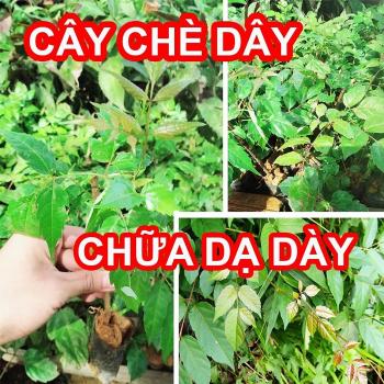 Chè dây điều trị Viêm loét dạ dày, trào ngược dạ dày