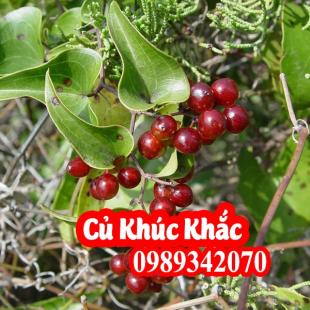 Tác Dụng Của Khúc Khắc(Củ Kim Cang) Là Gì Và Mua Ở Đâu