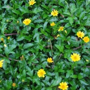 Cây sài đất – Thật bất ngờ về hiệu quả điều trị của một loài cỏ dại 