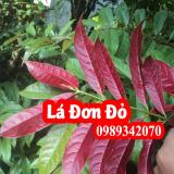 Đơn lá đỏ điều trị mẩn ngứa, tiêu hóa kém, viêm đại tràng (Don la do)