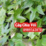 Cây chìa vôi, thuốc tốt cho người thoát vị đĩa đệm
