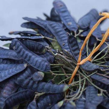 Gai bồ kết hỗ trợ điều trị ho, táo bón, xưng vú, kiết lỵ rất hiệu quả