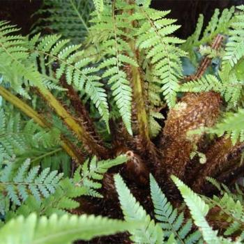 Cẩu tích (Lông cu li) bổ can thận, xương khớp