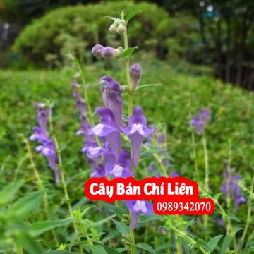 Bán chi liên thuốc quý hỗ trợ điều trị ung thư giai đoạn cuối