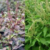 Cây hương nhu điều trị hôi miệng, trẻ nhỏ chậm mọc tóc