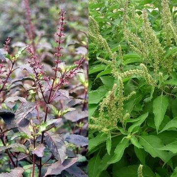 Cây hương nhu điều trị hôi miệng, trẻ nhỏ chậm mọc tóc