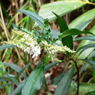 Tìm hiểu công dụng của cây Viễn chí