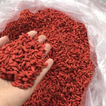 34 Lý Do Nên Uống Nước quả Câu Kỷ Tử mỗi ngày