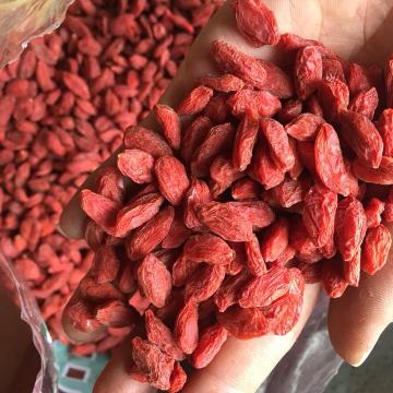 Ăn '5 hạt' kỷ tử mỗi ngày, bạn sẽ phát hiện 5 đại lợi ích sau một tuần!