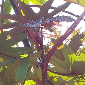 Thầu dầu tía - Hỗ trợ điều trị bệnh trĩ đỡ hẳn sau 7 ngày