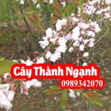 Cây thành ngạnh (cây đỏ ngọn) tăng tuần hoàn não, ngừa xơ vữa động mạch (do ngon)