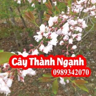 Cây thành ngạnh (cây đỏ ngọn) tăng tuần hoàn não, ngừa xơ vữa động mạch (do ngon)