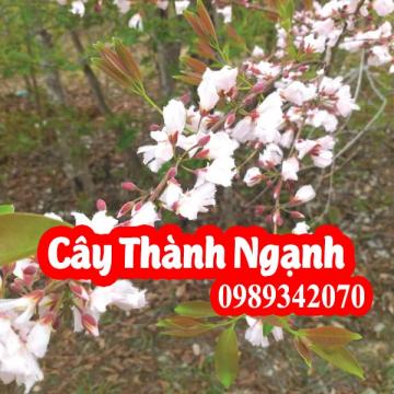 Cây thành ngạnh (cây đỏ ngọn) tăng tuần hoàn não, ngừa xơ vữa động mạch (do ngon)