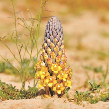 Nhục thung dung Tráng dương, bổ thận CỰC MẠNH