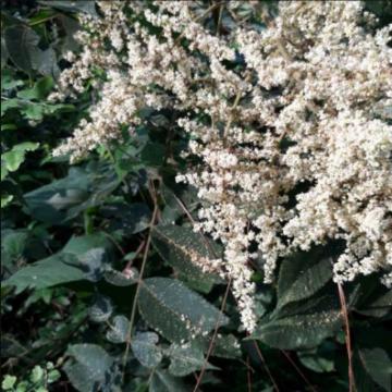 Cây muối tốt cho bệnh nhân mắc suy thận, thận hư